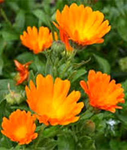 Календула