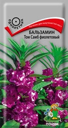 Бальзамин Том Самб фиолетовый Поиск