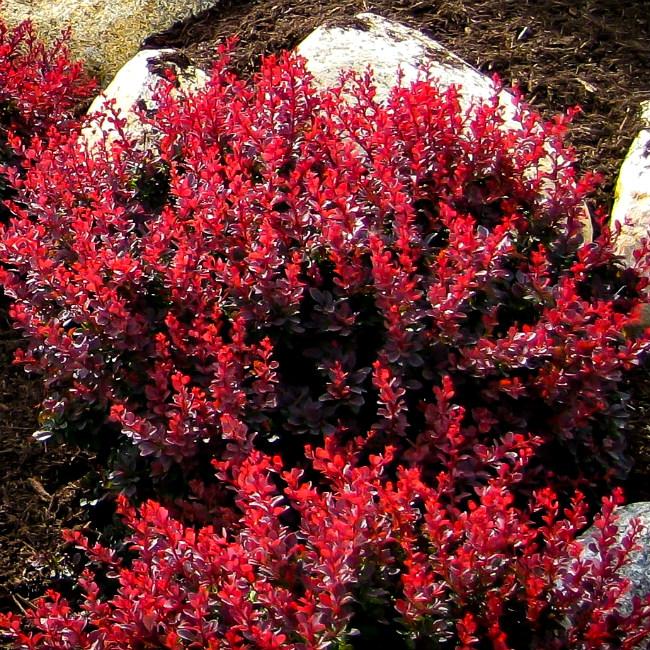 Барбарис Тунберга Pygmy Ruby ЗКС С2