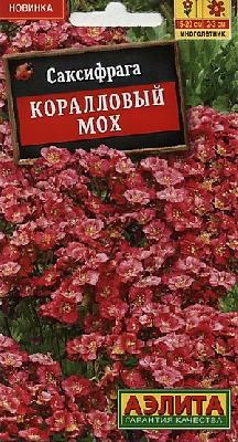 Саксифрага Коралловый мох Аэлита