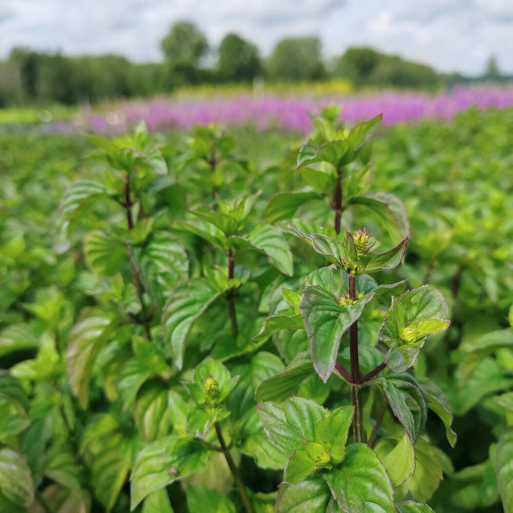 Мята Mandarin mint ЗКС С2