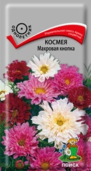 Космея Махровая кнопка Поиск