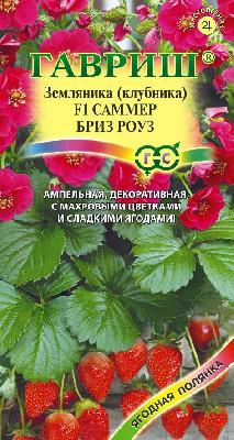 Земляника (Клубника) Саммер Бриз Роуз F1 Гавриш