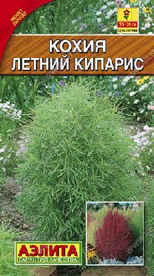 Кохия Летний кипарис Аэлита