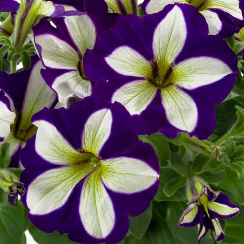 Петуния Petunia Galaxy Lilac 128