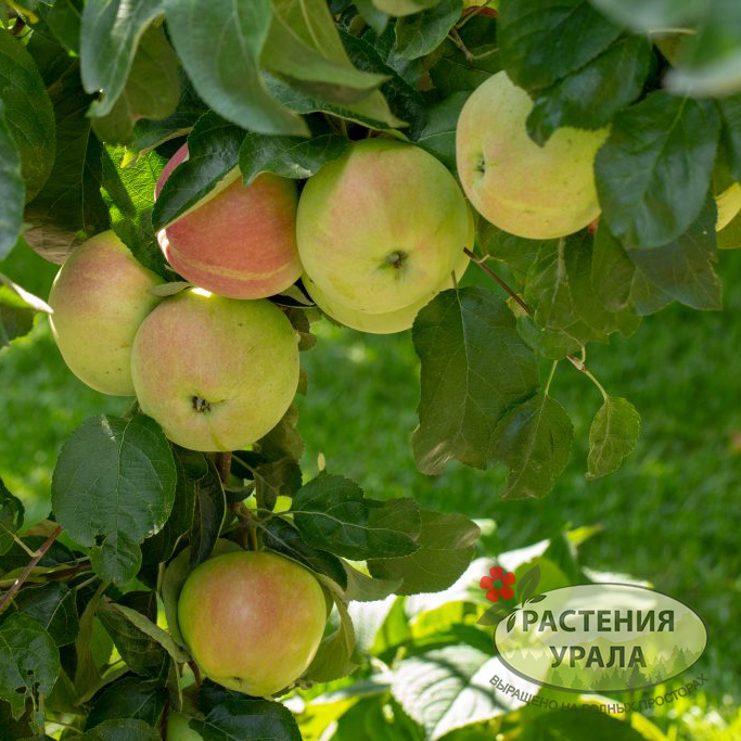Яблоня карликовая Подснежник ЗКС С3 Поиск