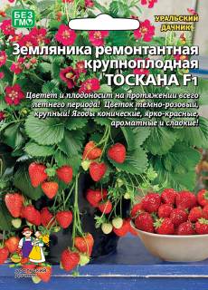Земляника Тоскана - ремонтантная F1 Уральский Дачник