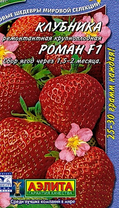 Клубника роман описание сорта фото отзывы садоводов