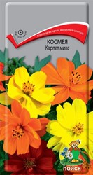 Космея Карпет Поиск