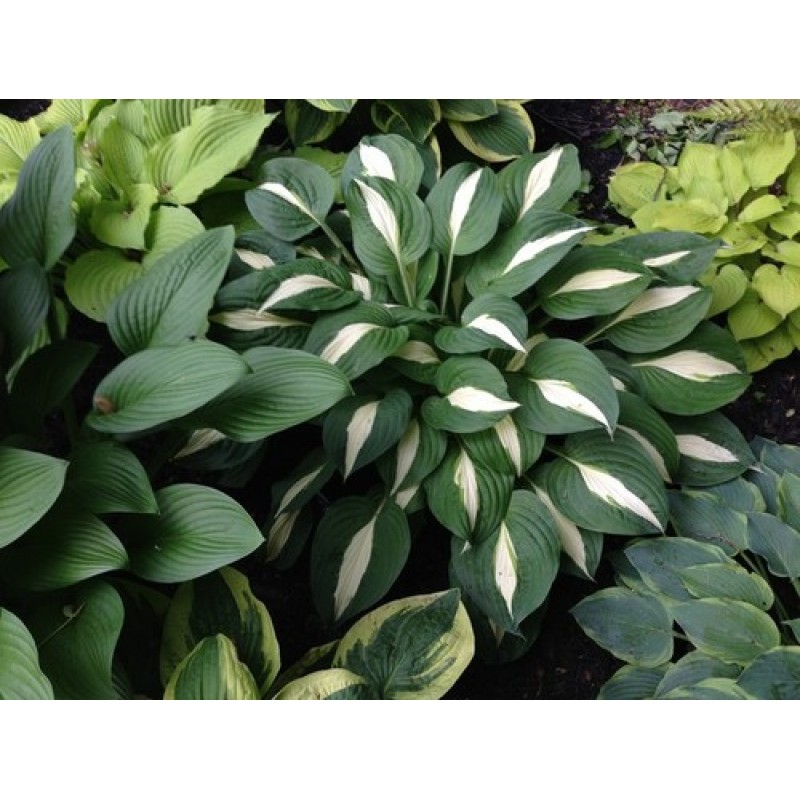 Хоста Hosta Risky Business