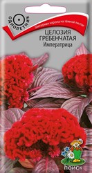Целозия гребенчатая Императрица Поиск