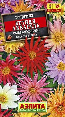 Георгина Летняя акварель Аэлита