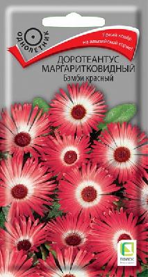 Доротеантус маргаритковидный Бэмби красный Поиск