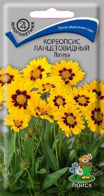 Кореопсис Потеха ланцетовидный многолетний Поиск