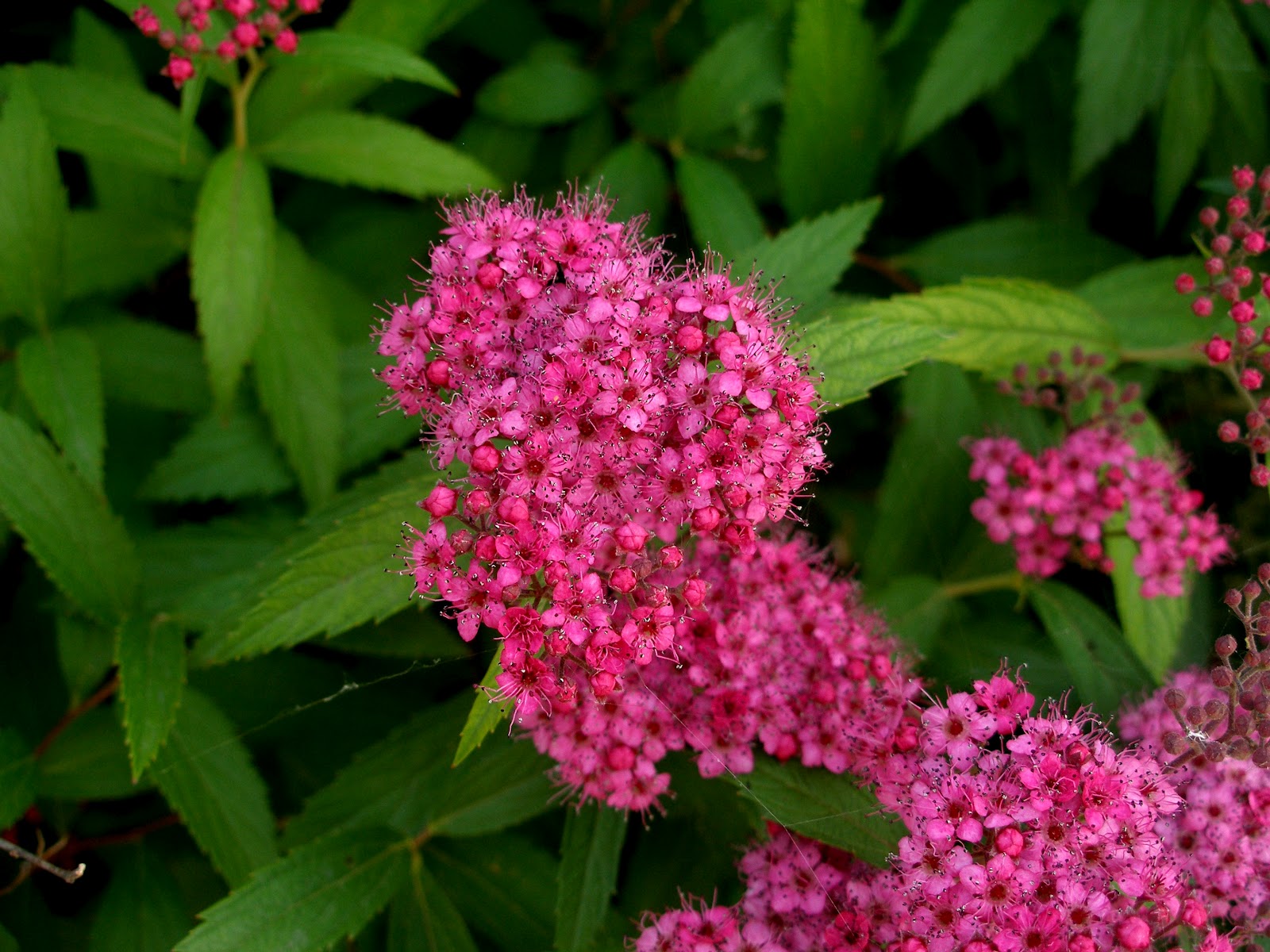 Спирея японская (Spiraea japonica `Froebelii)