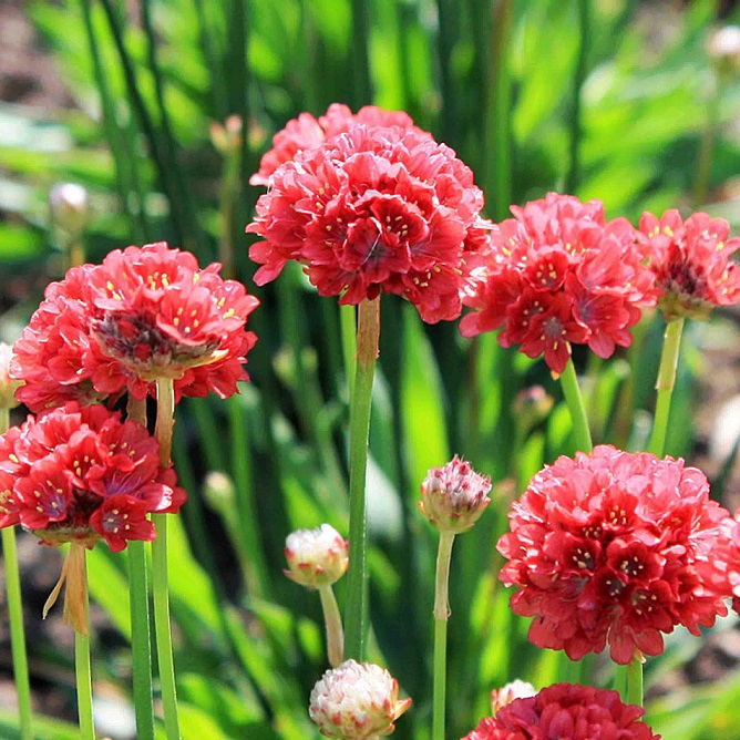 Армерия Ballerina Red ЗКС Р9