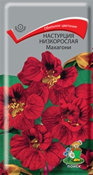 Настурция низкорослая Махагони Поиск