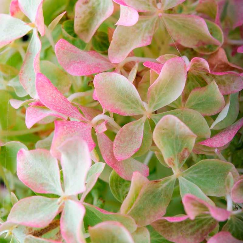 Гортензия метельчатая Magical Lime Sparkle ЗКС С3